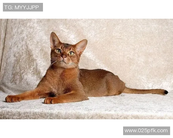 探讨足球明星的幽默感与个性魅力谁才是最有趣的球场明星